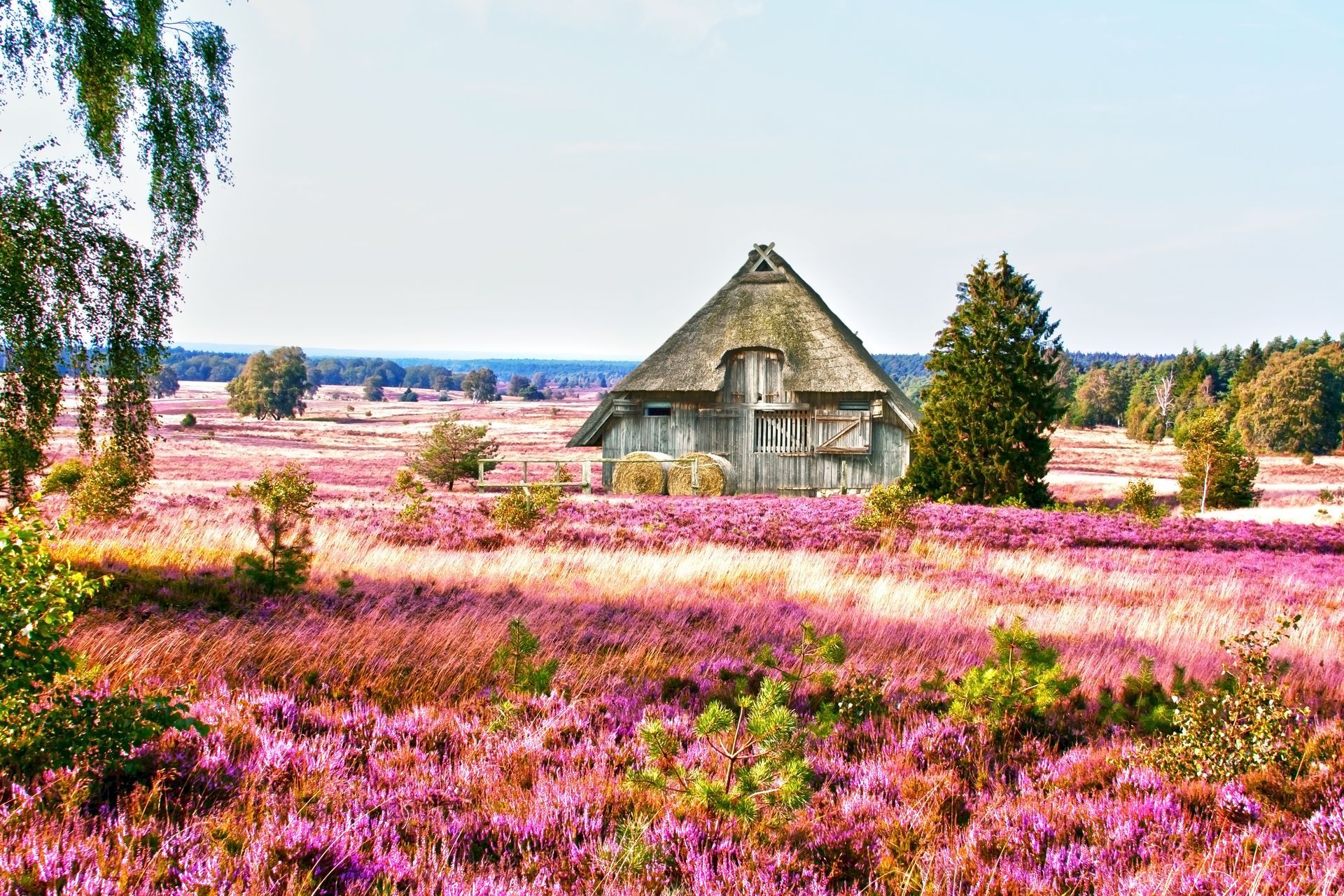 die Lüneburger Heide, HDR