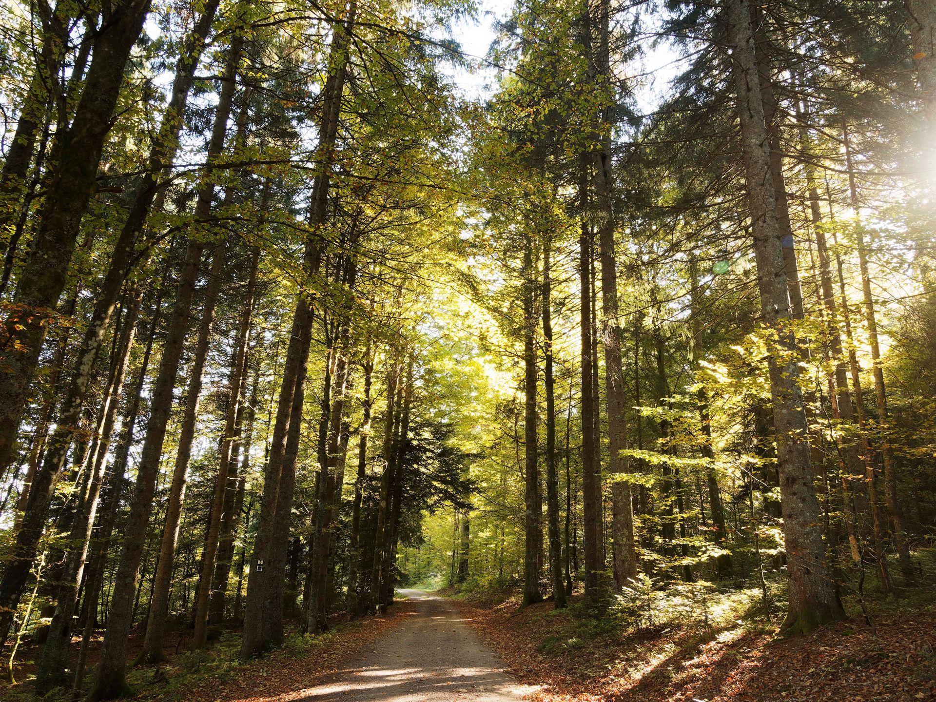 Wälder von Ibach im Hotzenwald im Naturpark Südschwarzwald. Baden-Württemberg. Prächtiger Buchen- und Nadelwald in herbstlichen Farben entlang des Panoramaweges
